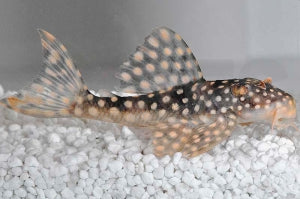 L - 48 | Gefleckter Pfauenharnischwels (Scobinancistrus spec.)