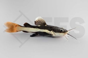 Rotflossenantennenwels (Phractocephalus hemilopterus)