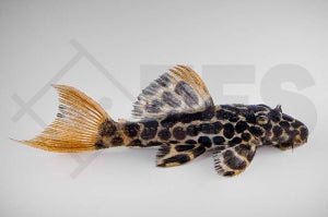 L - 114 | Leopard-Kaktus-Wels (Pseudacanthicus cf. leopardus)