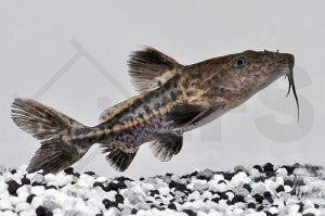 Schwarzer Dornwels (Pseudodoras niger)