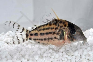 Corydoras incolicana white fin