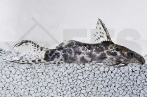 Scherenschwanz-Fiederbartwels (Synodontis soloni)
