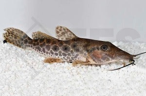 Giraffenwels (Auchenoglanis occidentalis)