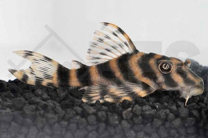 L - 15 | Gestreifter Zwergschilderwels (Peckoltia cf. vittata)