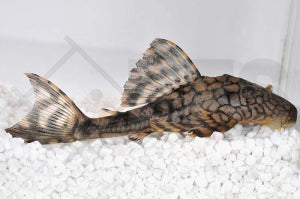 L - 37 | Netzmuster-Schilderwels (Hypostomus faveolus)