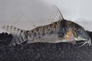 Corydoras orcesi