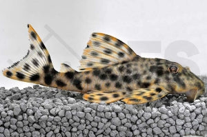 L - 6 | Punktierter Zwergschilderwels (Peckoltia oligospila)