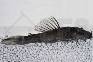 L - 100 / LDA75 | Puderflecken-Antennenwels (Ancistrus spec.)