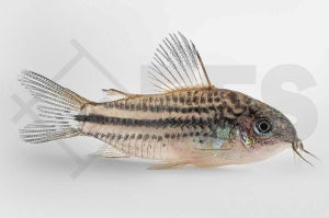 Nanus-Panzerwels (Corydoras nanus)