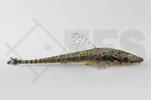 Riesen-Otocinclus (Hypoptopoma spec.)