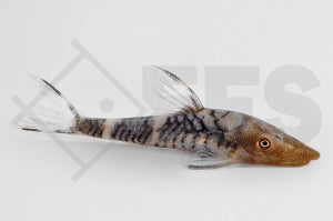 Orange-Zebra-Otocinclus (Nannopotopoma spec. Peru)