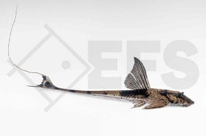 Pseudohemiodon spec.