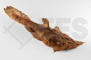 Froschmaulwels (Chaca bankanensis)