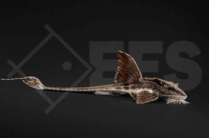 Zügelstrich Hexenwels (Loricaria spec. 