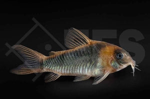 Dreieckspanzerwels (Corydoras eques)