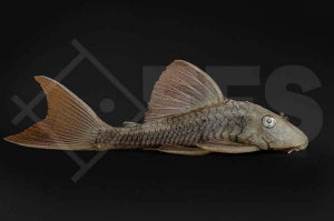 L - 137 | Blauaugen-Cochliodonwels (Cochliodon soniae)