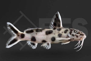 Zwergfiederbartwels (Synodontis lucipinnis)
