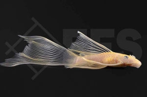 L - 144 | Gelber Schleier-Antennenwels (Ancistrus spec.)