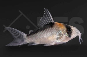 Kupferfleck Panzerwels (Corydoras duplicareus)