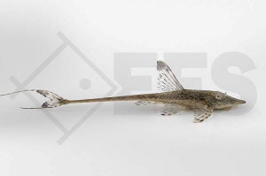 Zwergstörwels (Sturisomatichthys leightoni)