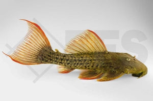 L - 24| Orangeflossen-Kaktuswels (Pseudacanthicus pitanga)