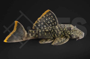 L - 106 | Orinoko Guyanaharnischwels (Guyanancistrus guahiborum)