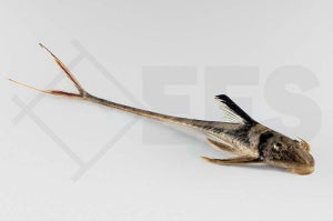 Fähnchen-Harnischwels (Lamontichtys Llanero)