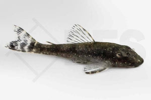Parotocinclus haroldoi