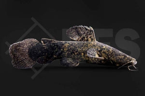 Cephalosilurus apurensis