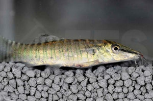 Tigerschmerle (Botia helodes)