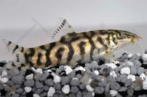 Netzschmerle (Botia lohachata)
