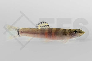 Dreiband Sumoschmerle (Schistura balteata)