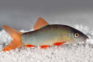 Rotflossenschmerle (Botia modesta)