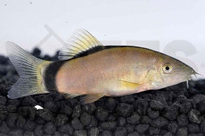 Mausschmerle (Botia morleti)