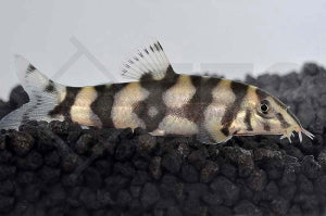 Leiterschmerle (Botia rostrata)