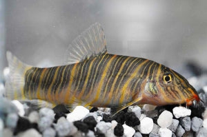 Zebraschmerle (Botia striata)