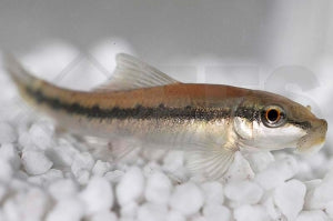Saugschmerle (Gyrinocheilus aymonieri)
