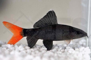 Feuerschwanz (Epalzeorhynchus bicolor)