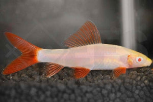 Albino Fransenlipper (Epalzeorhynchus frenatus)
