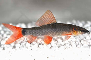 Grüner Fransenlipper (Epalzeorhynchus frenatus)