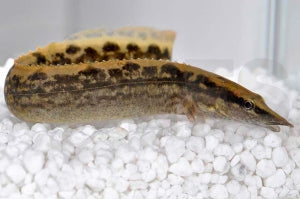 Marmorstachelaal (Mastacembelus armatus)