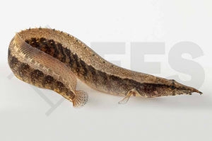 Gürtelstachelaal (Macrognathus circumcinctus)