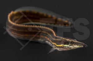 Feuerstachelaal (Mastacembelus erythrotaenia)