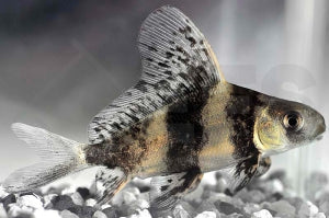 Wimpelkarpfen (Myxocyprinus asiaticus)