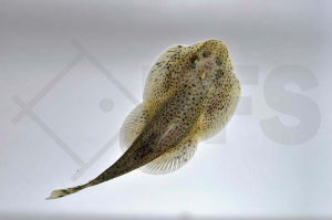 Riesen Flossensauger (Beaufortia leveretti)