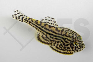 Goldstreifenflossensauger (Sewellia lineolata)