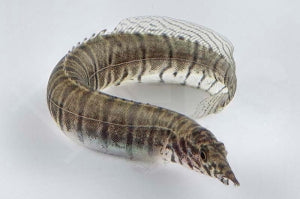 Zebrastachelaal (Macrognathus zebrinus)