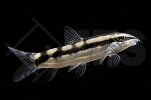 Schachbrettschmerle (Botia sidthimunki)