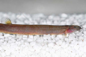 Zimtfarbenes Dornauge (Pangio pangia)