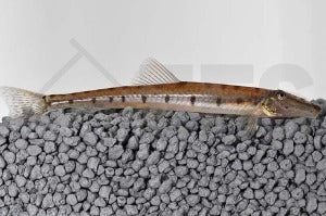 Pferdekopfschmerle (Acantopsis dialuzoma)